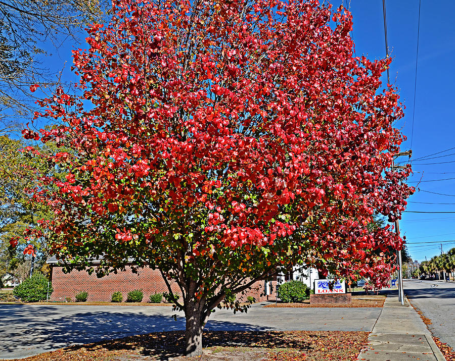 Fiery Tree Photograph by Linda Brown