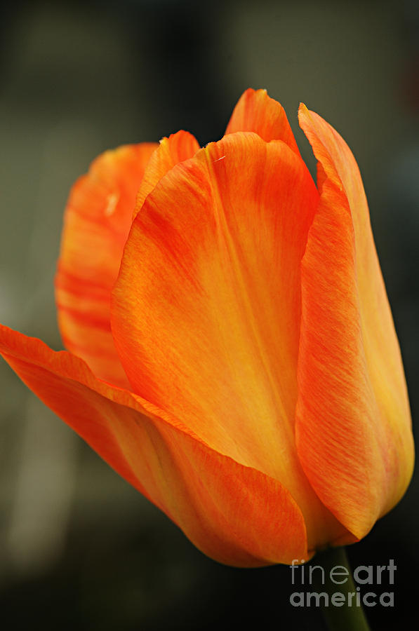 Fiery Tulip Photograph by Larry Ricker