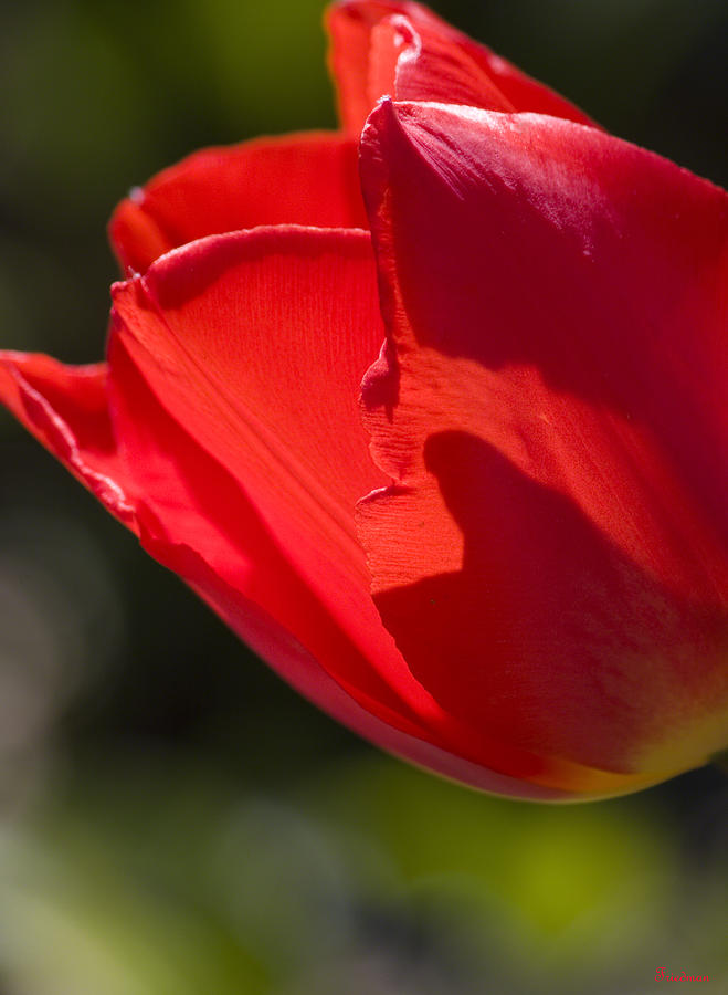 Fiery Tulip Photograph by Michael Friedman