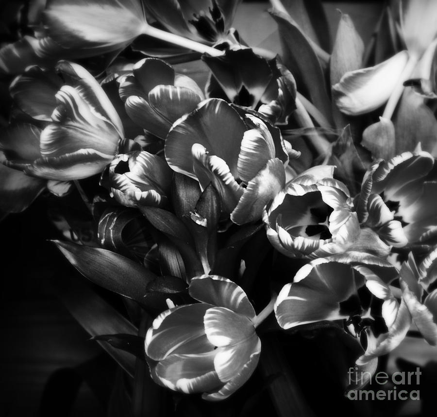 Fiery Tulips in Black and White Photograph by Miriam Danar