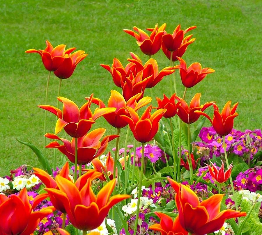 Fiery tulips Photograph by Joan-Violet Stretch