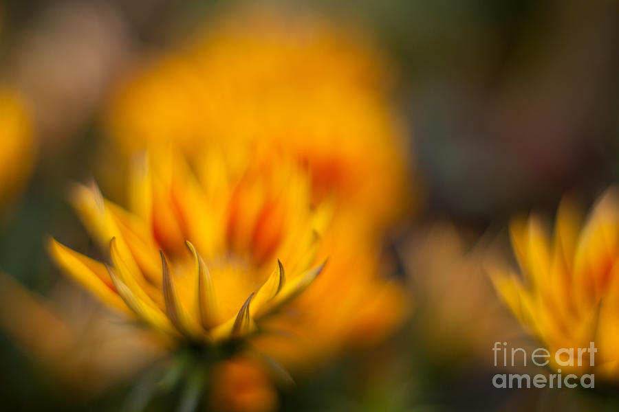 Fiery Yellow Blooms Photograph