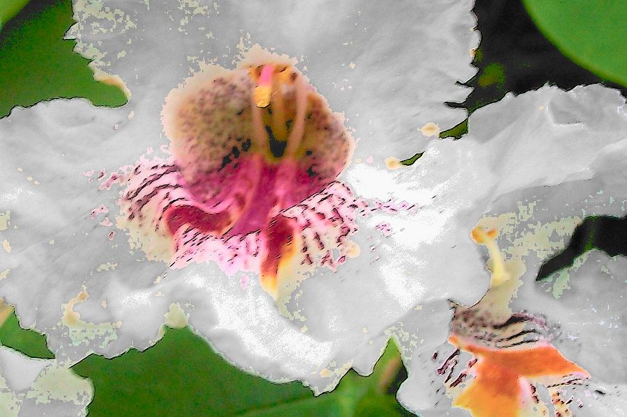 Flower Digital Art - Fiesta by Wide Awake Arts