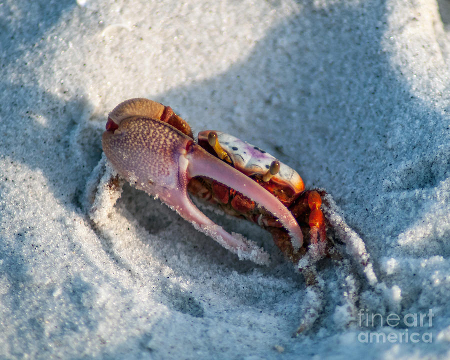 Fiesty Crab Photograph by Stephen Whalen