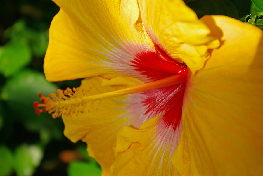 'Fifth Dimension' Hibiscus Photograph by Rich Walter - Fine Art America