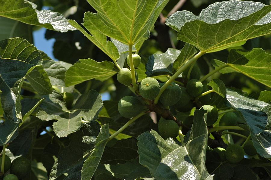 Fig Photograph by Joseph Yarbrough