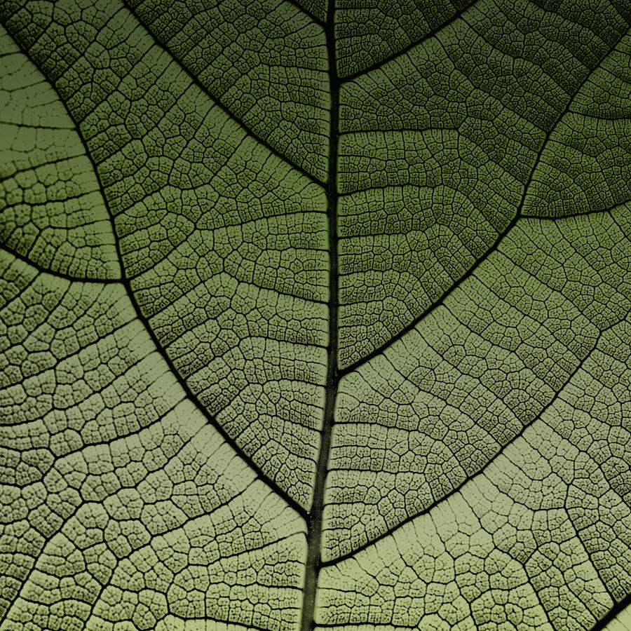 Fig leaf Photograph by Chema Mancebo