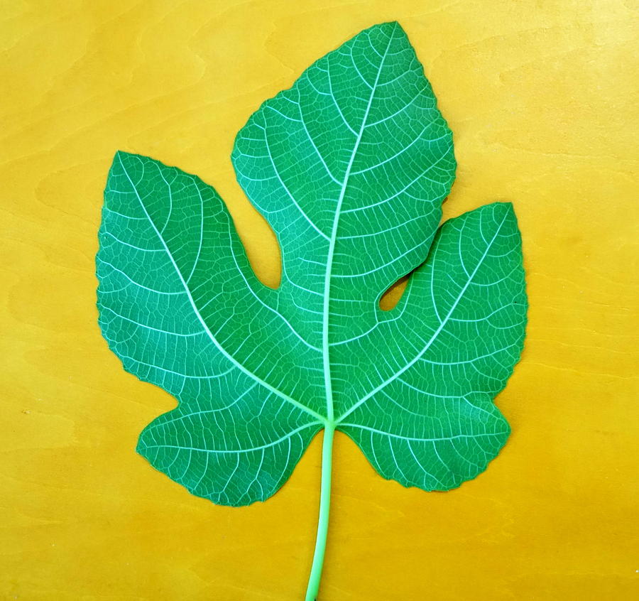Fig Leaf Photograph by Rita Adams