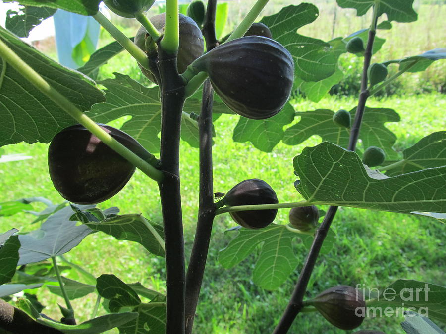Fig Leaves And Fruits Photograph