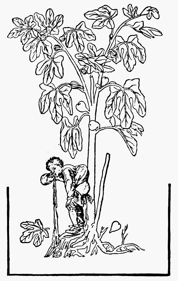 Fig Tree, 16th Century Drawing by Granger