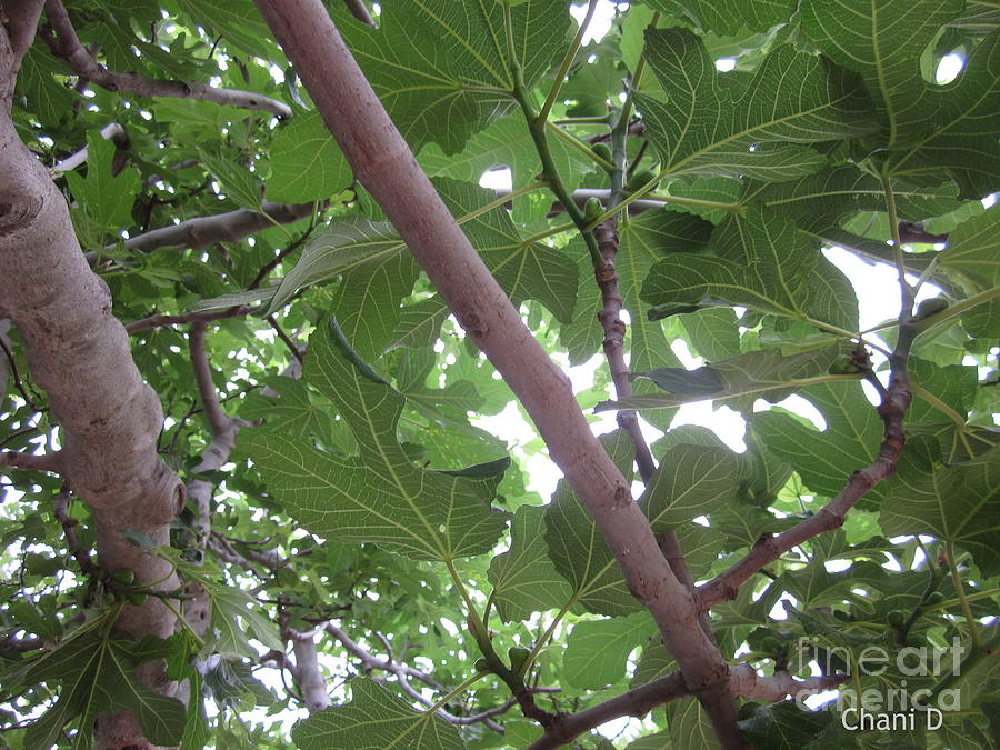 Fig tree Photograph by Chani Demuijlder