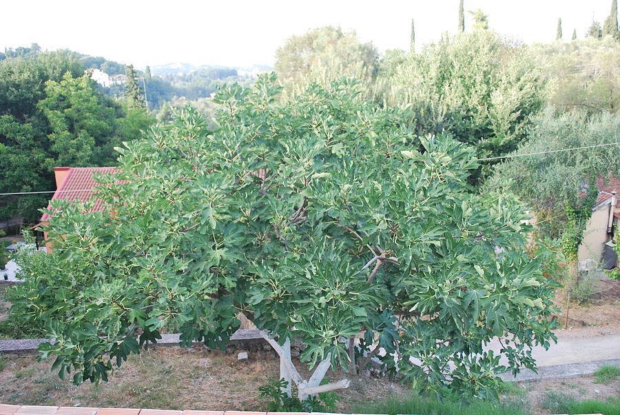 Fig Tree Photograph by George Katechis