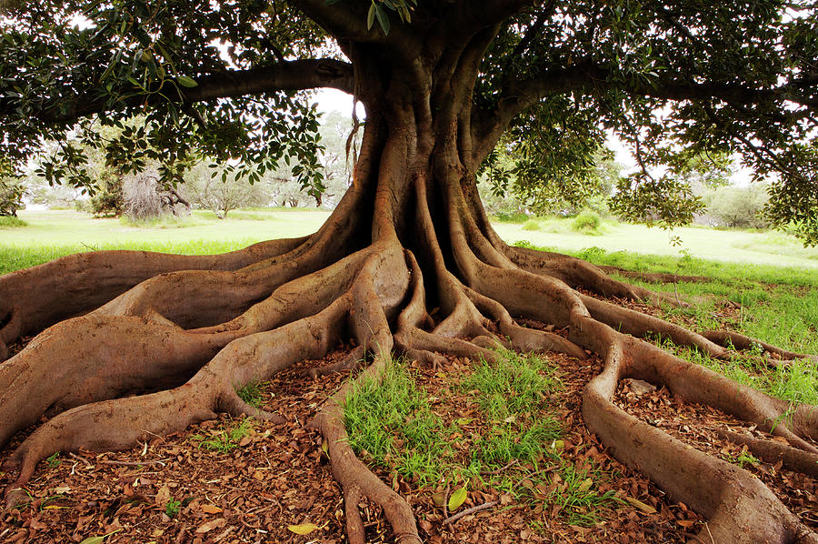 Fig Tree In Queens Park Photograph by Oliver Strewe