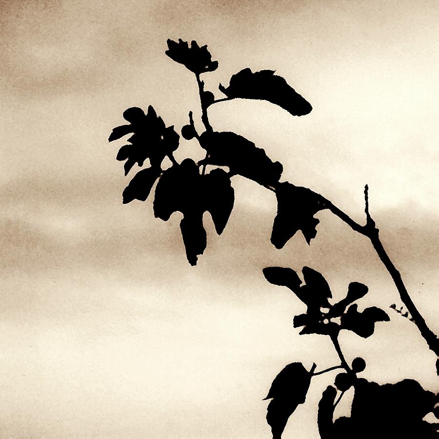 Fig Tree in Sepia Photograph by Sarah Loft