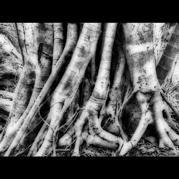 Nature Photograph - Fig Tree Trunk, Mt Warning National by Andrew Mowat