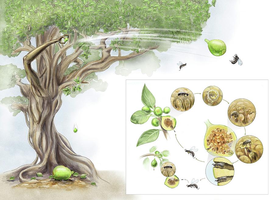Fig Tree-wasp Life Cycle Photograph by Nicolle R. Fuller