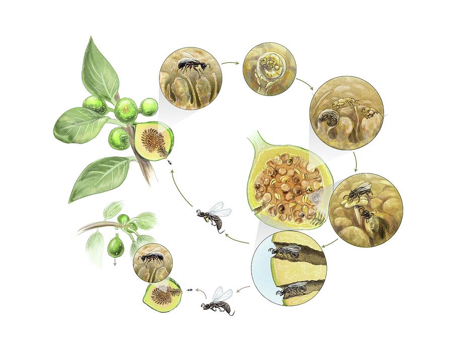 Fig Wasp Life Cycle Photograph by Nicolle R. Fuller