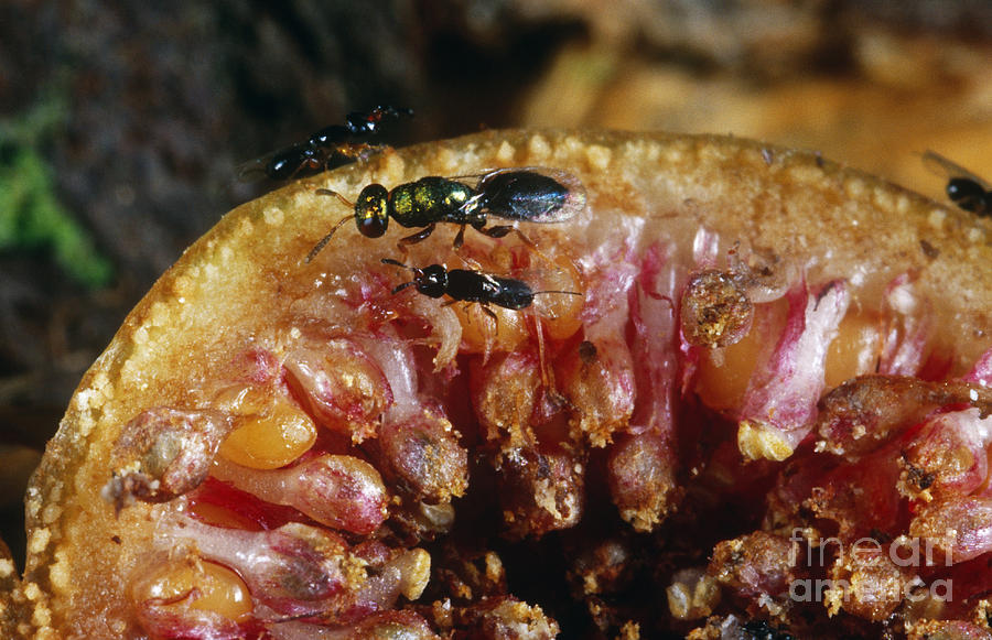 Fig Wasps Photograph by Gregory G. Dimijian, M.D.