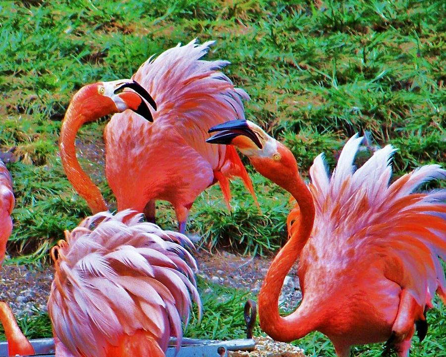 Flamingo Photograph - Fight And Feathers by Chuck Hicks