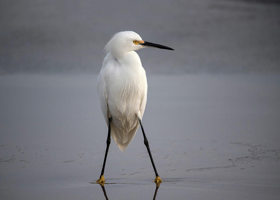 Egret Photograph - Fighter by Hao Jiang