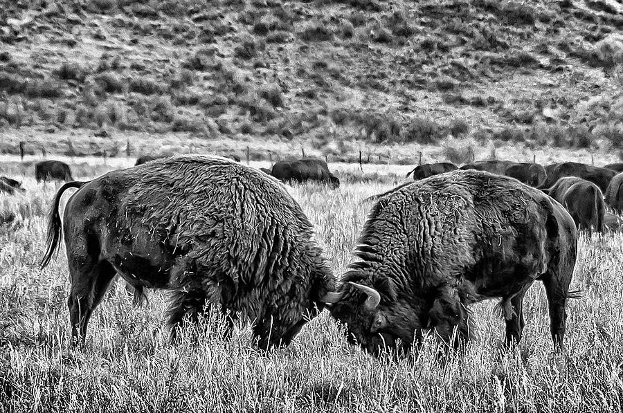 Fighting Bison Photograph by Steven Bahrns - Fine Art America