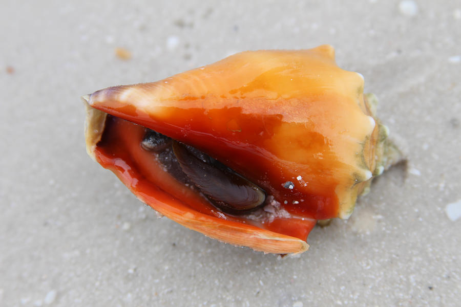 Fighting Conch Photograph by Ash Sharesomephotos