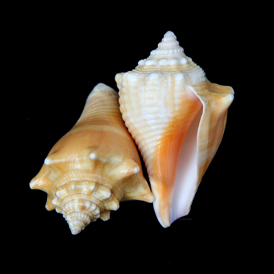 Fighting Conch Seashells Photograph by Jennie Marie Schell