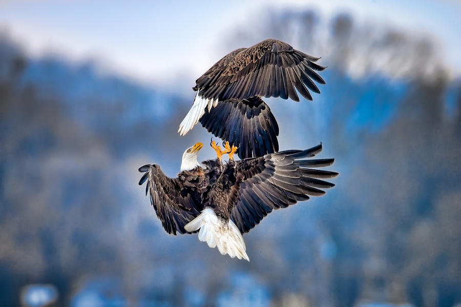 Fighting purchases Eagle