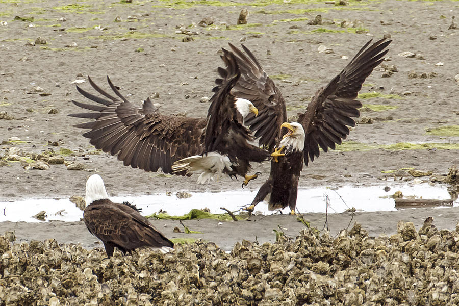 Fighting Eagles Photograph by Wes and Dotty Weber