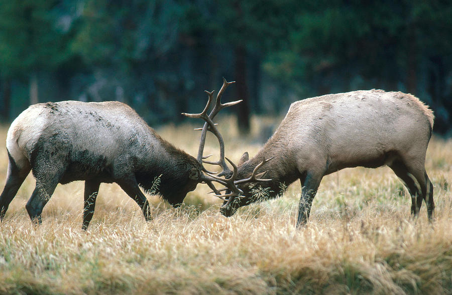 Fighting Elk Photograph by Gerald C. Kelley