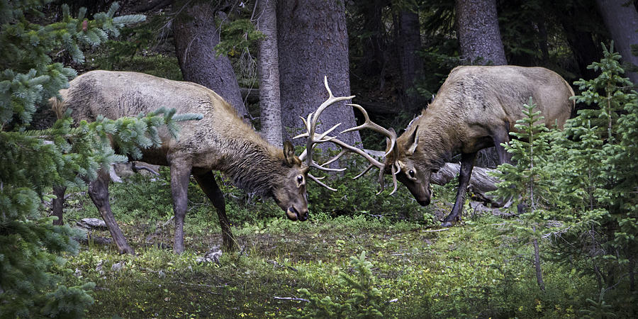Fighting Elks 0962 Photograph by Deidre Elzer-Lento