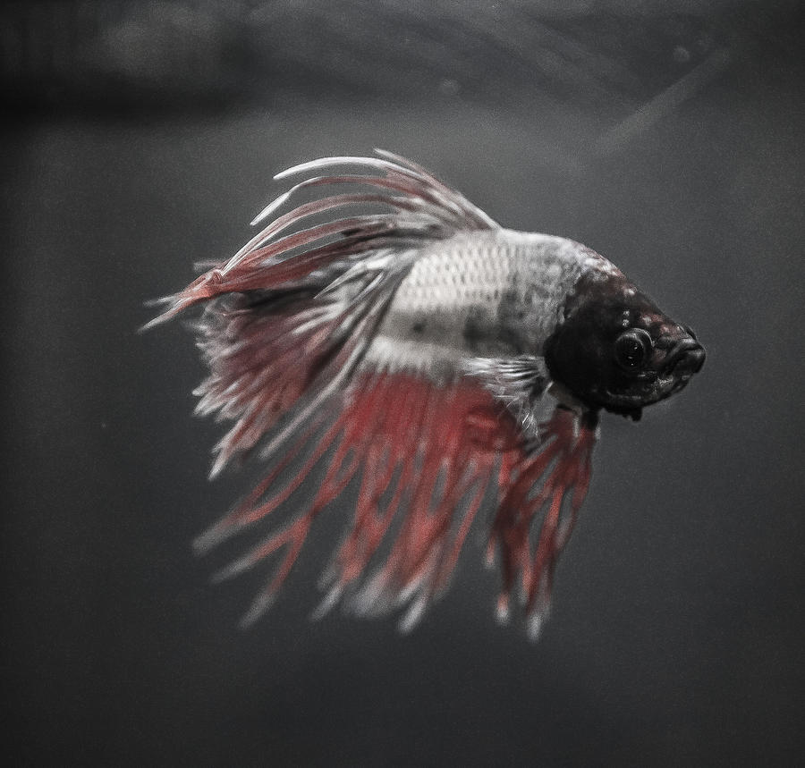 Fish Photograph - Fighting Fish by Lisa Brandel