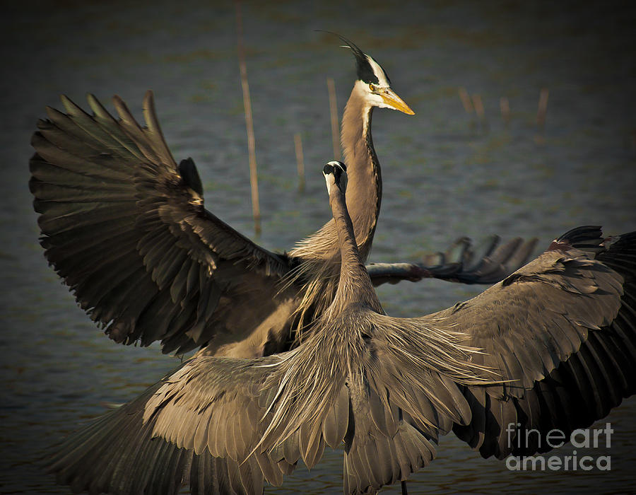 Fighting Great Blue Herons Photograph by Robert Frederick