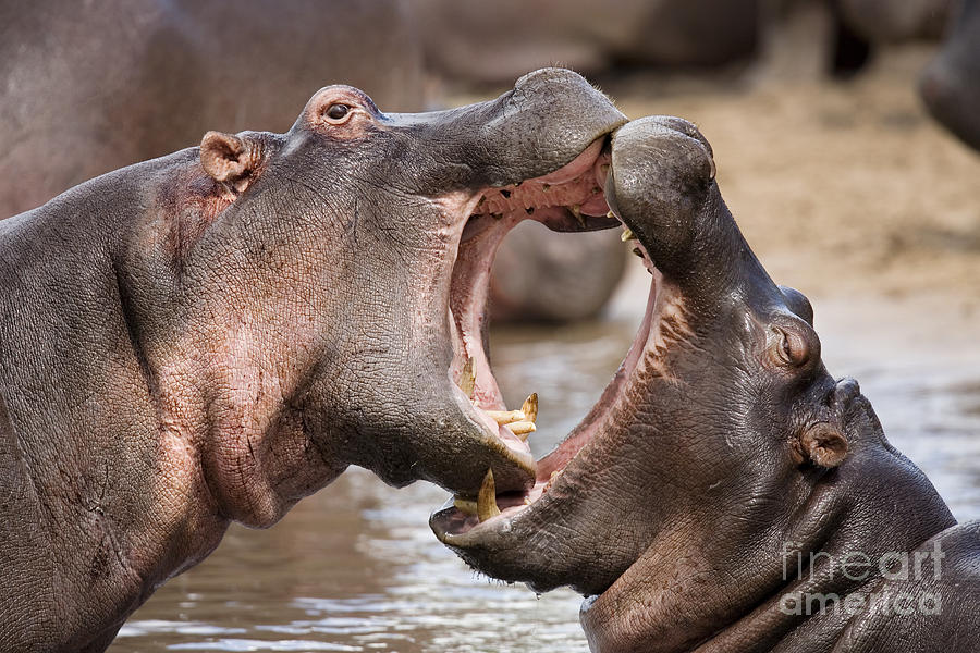 Hippopotamus Photograph - Fighting hippos by Richard Garvey-Williams