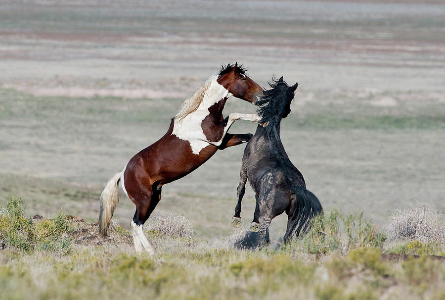 Fighting Mustangs Photograph by Michael Lustbader