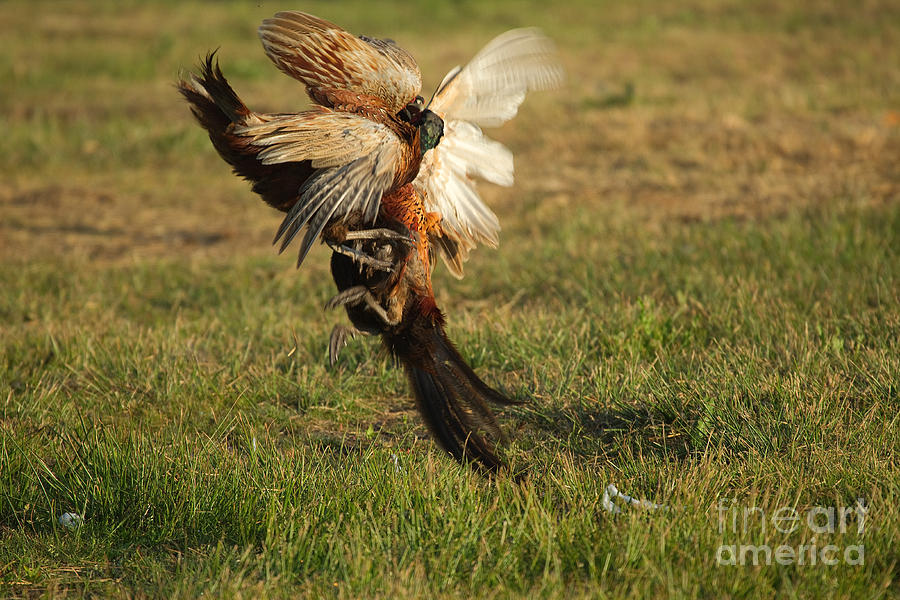 Fighting Pheasants Photograph by Helmut Pieper