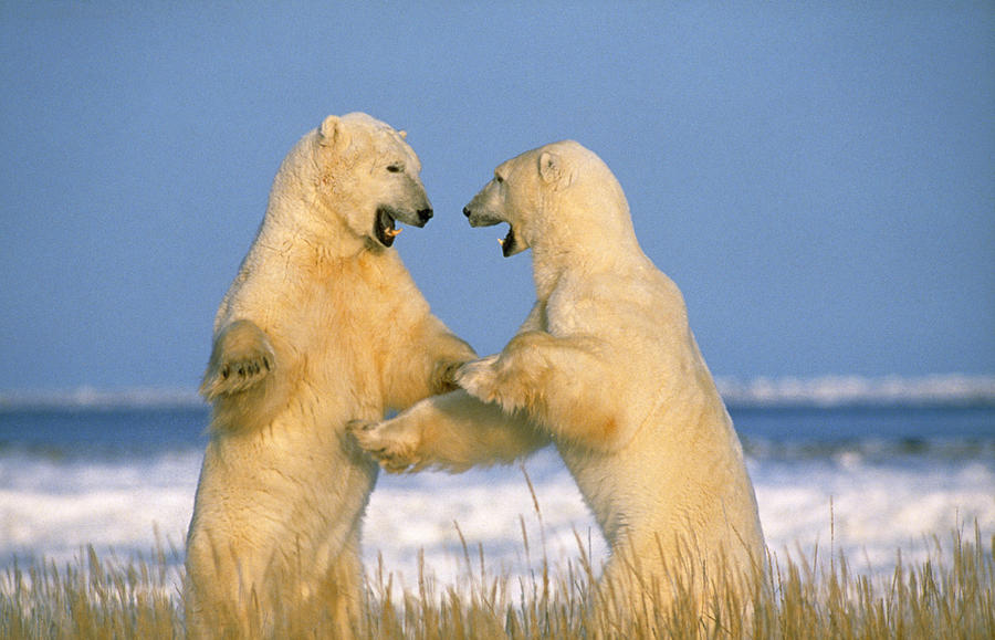 Fighting Polar Bears Photograph by M. Watson