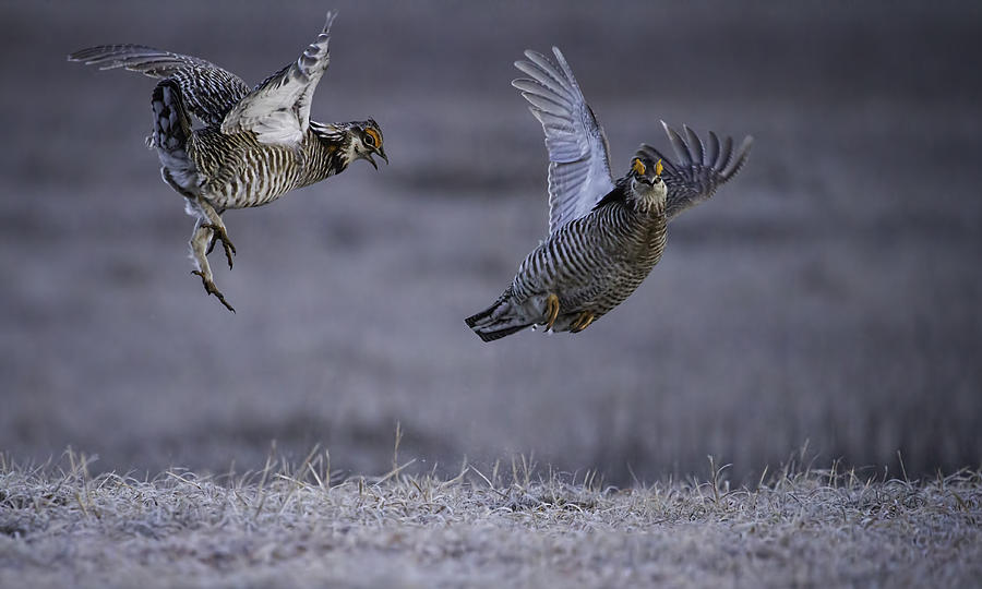 Prairie Chickens Photograph - Fighting Prairie Chickens by Thomas Young