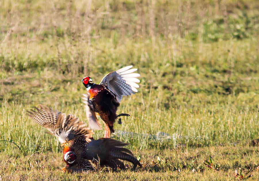 Fighting roosters Photograph by Brian Williamson - Pixels