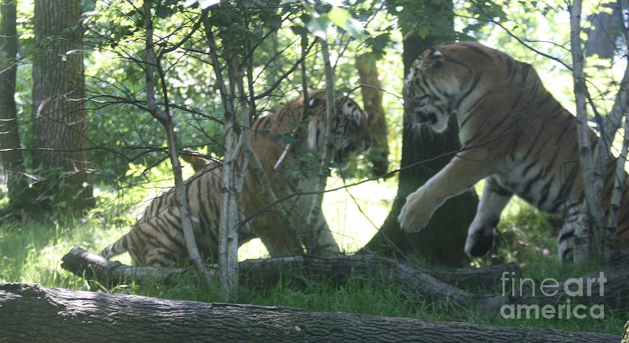 Fighting Siberian Tigers Photograph by John Telfer