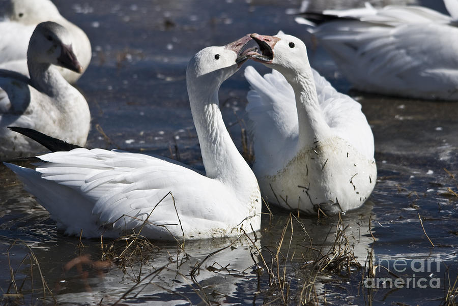 Fighting Snow Geese Photograph by John Greco