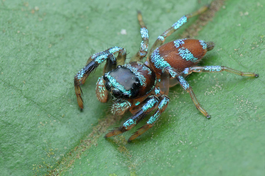 Fighting Spider Photograph by Melvyn Yeo/science Photo Library