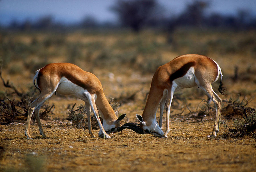 Fighting Springbok Bucks Photograph by Gerald C. Kelley
