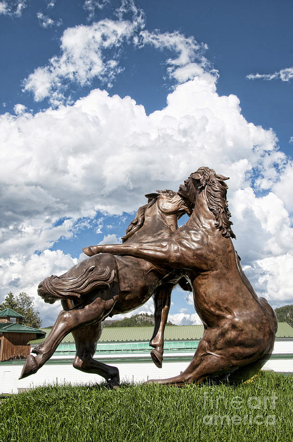 Fighting Stallions Photograph by Brenda Kean