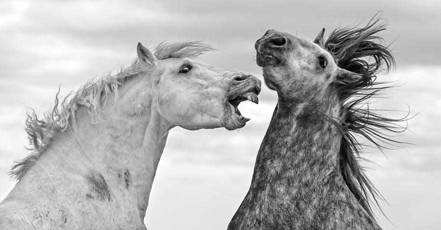 Horse Photograph - Fighting Stallions by Tim Booth