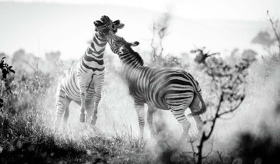 Zebra Photograph - Fighting Stripes by Jay Garrido