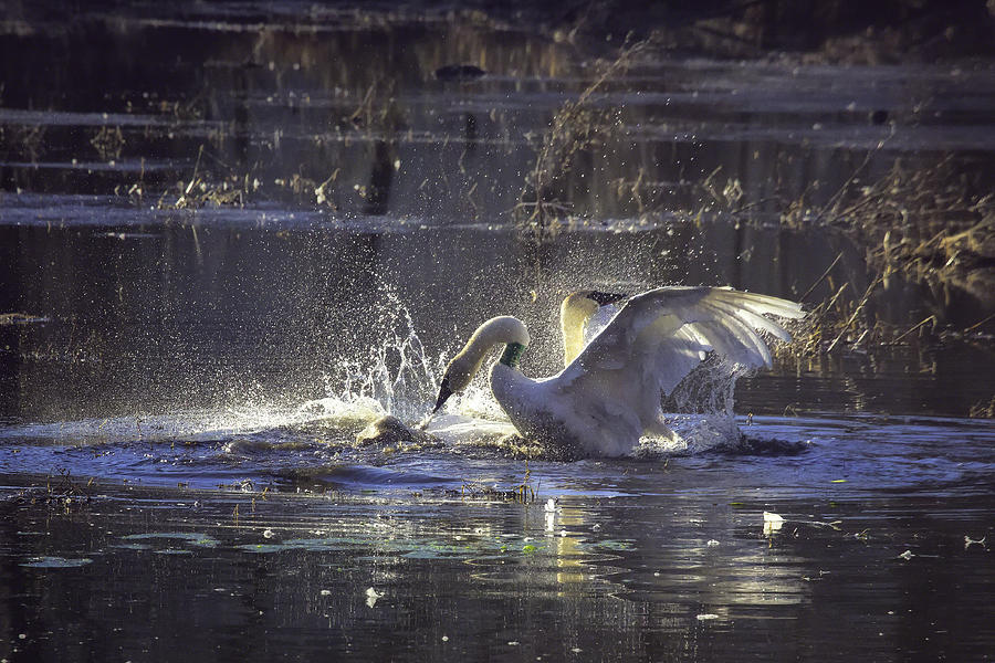 Fighting Swans Boxley Mill Pond Photograph by Michael Dougherty