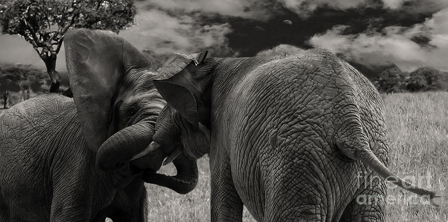 Fiighting elephants Photograph by Christine Sponchia