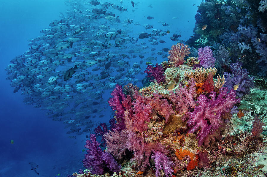 Fiji Reef With Coral And Black Snapper Photograph by Jaynes Gallery ...