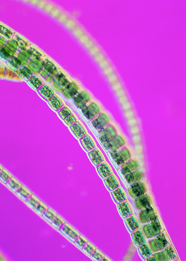 Filamentous Green Alga Photograph by Astrid & Hanns-frieder Michler ...